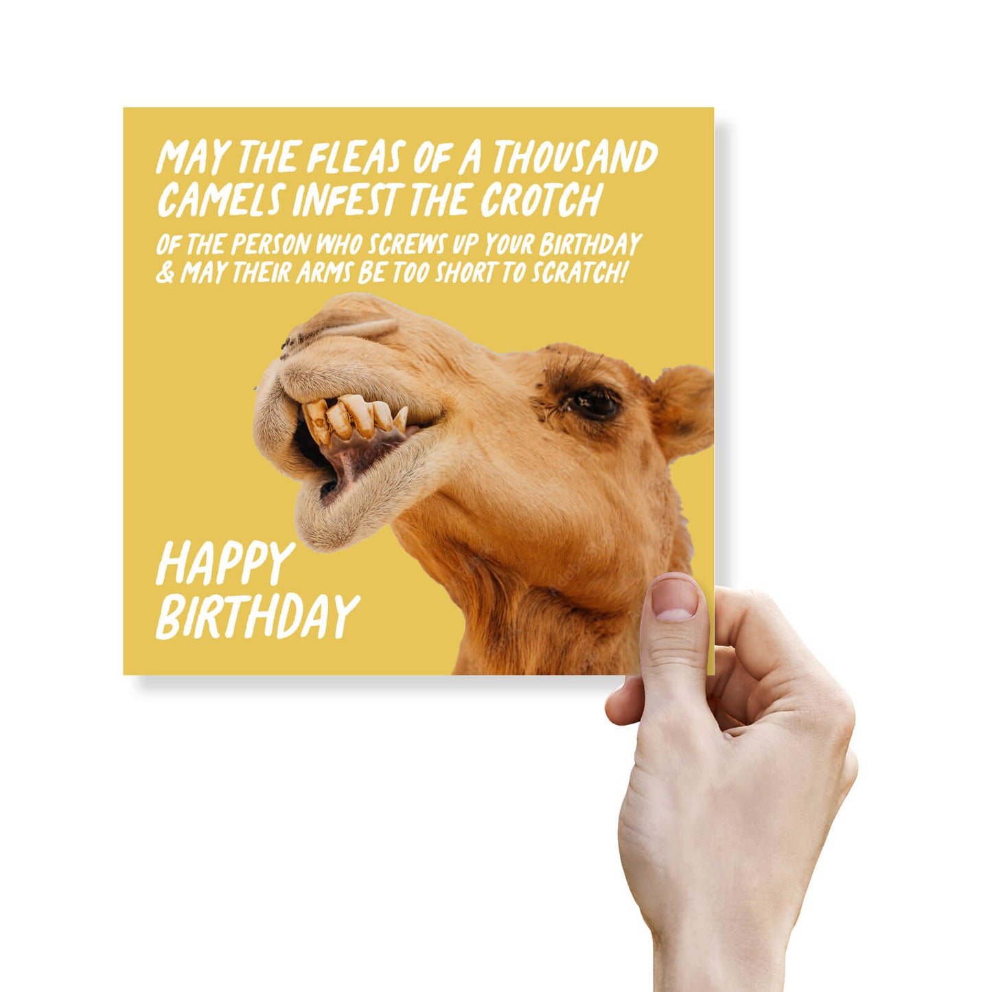 Camel Curse – Fleas of a Thousand Camels