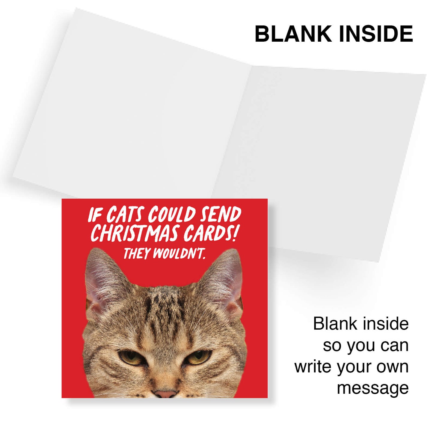 If Cats Could Send Christmas Cards