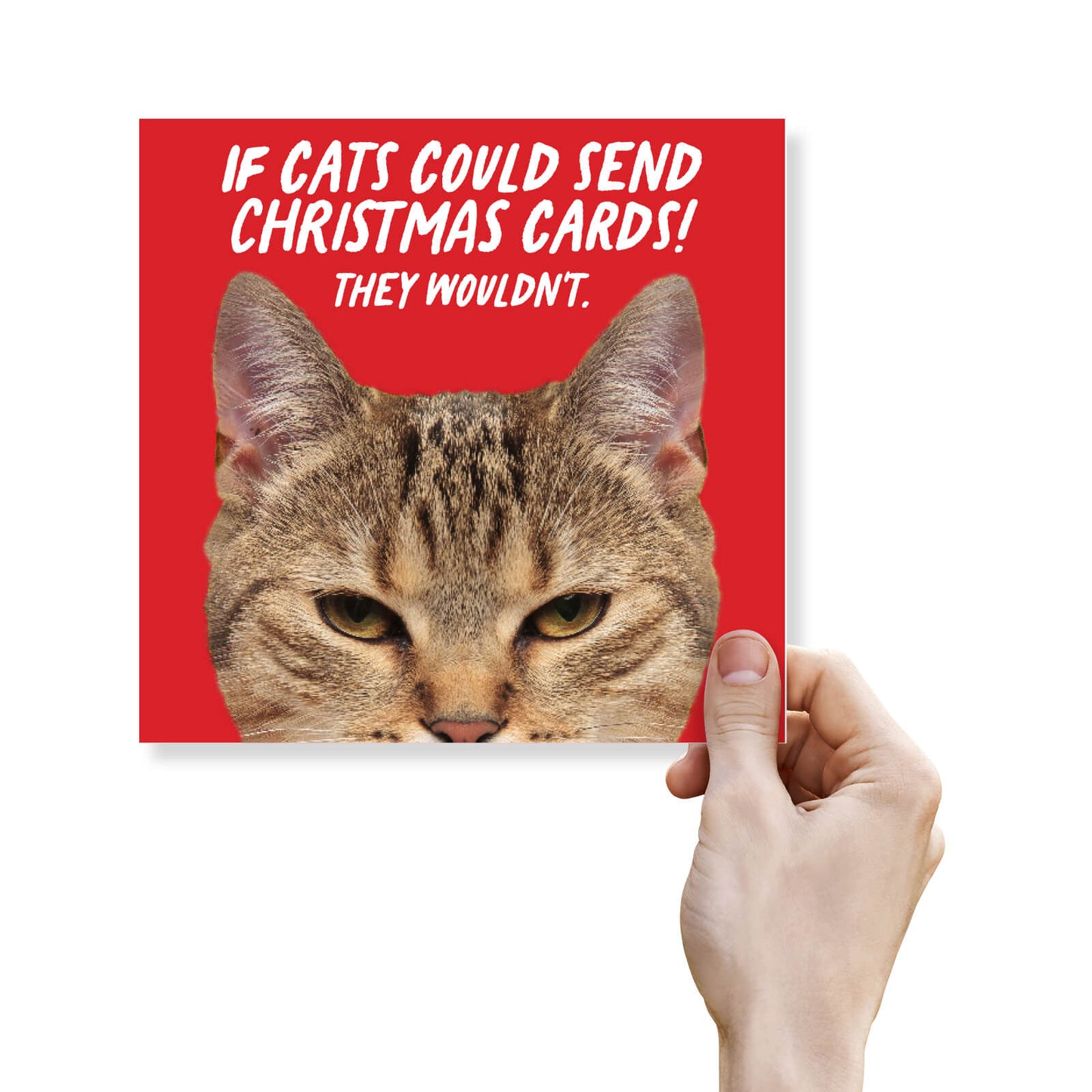 If Cats Could Send Christmas Cards