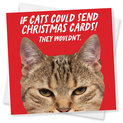 If Cats Could Send Christmas Cards