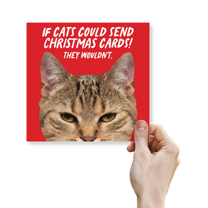 If Cats Could Send Christmas Cards